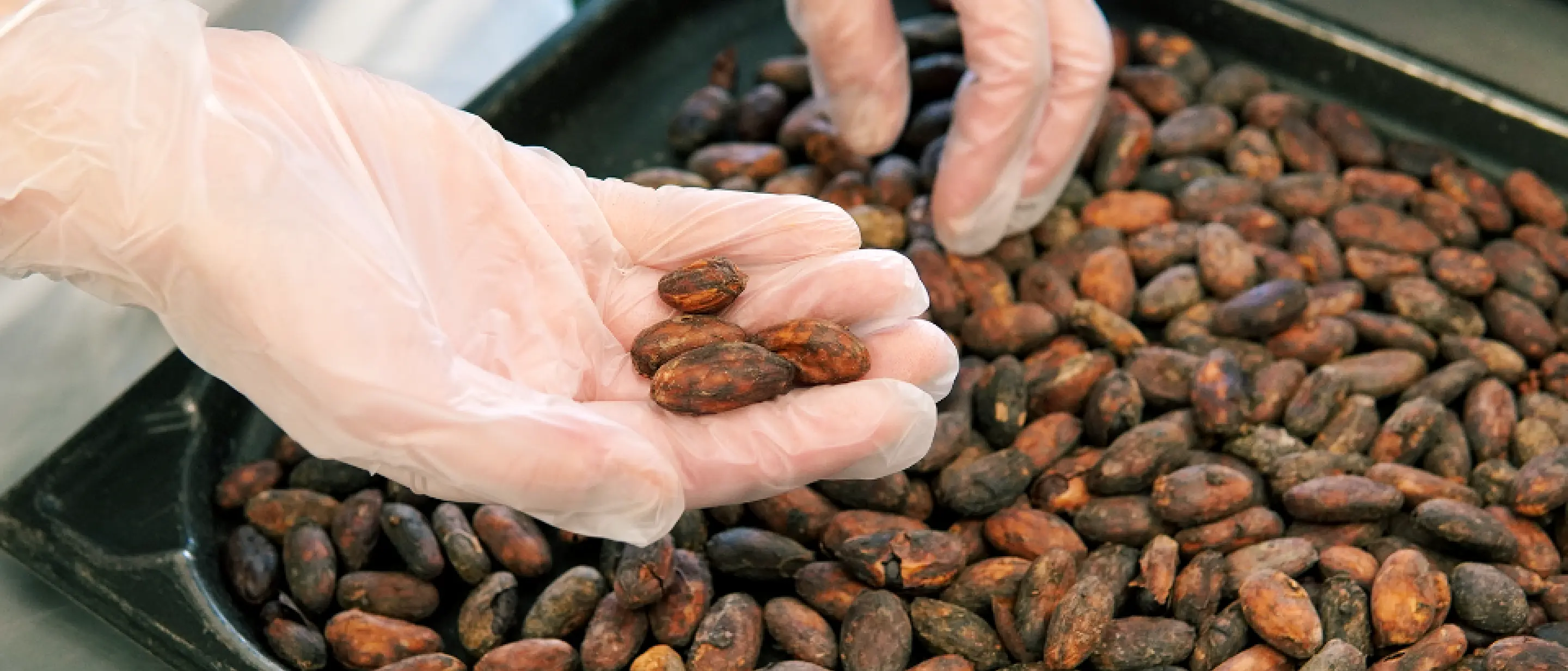 カカオ豆の選別